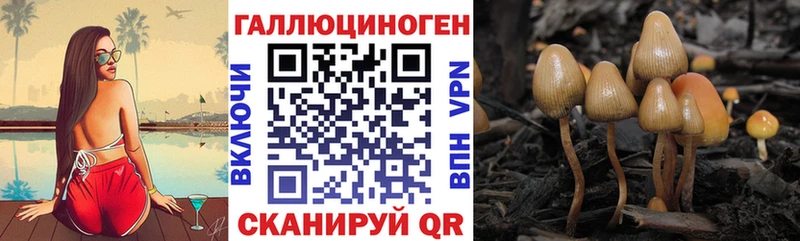 Купить где  Реж  Галлюциногенные грибы мицелий 